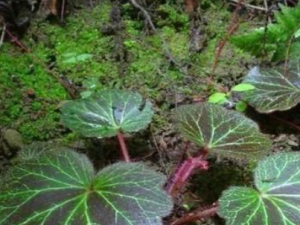 �����ݵĹ�Ч���� ������������Ʒ��֭���ۻ����ι���