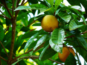 ������Ĺ�Ч���� ��������ʪ�Ȼ���