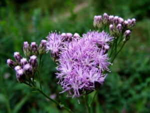 ������ë������Щ��Ч ������ë������ð���ȷ�ʪ�Թؽ���