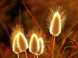 ������β�ݵĹ�Ч ������β�����θ�ð����