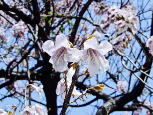 ����ͩ�Ĺ�Ч���� ����ͩ����ʪ�ؽ�ʹ