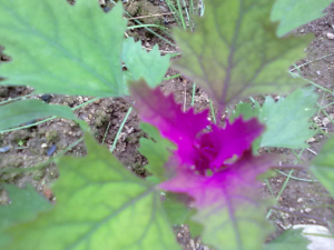 ����������Щ��Ч ���������ڻ׳没