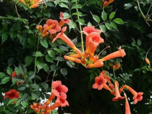 ���������Ĺ�Ч���� �����������ӹ�ƽ����������