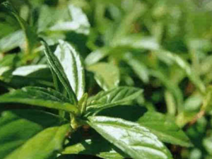 ��ͷҶ�Ĺ�Ч���� ��ͷҶ��ɱ����Ѣ���괯