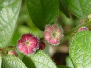 ë��������Щ��Ч ë����������ÿ�