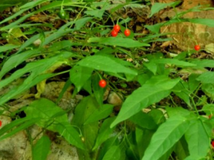 ë���ٵĹ�Ч ë��������ʪ��ʹ