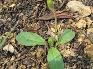 ��ʲô���Է������� ����ʳ�Ʒ�����Ԥ����֢