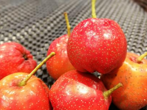 Ƣ鲻˳ʲô Ƣ˽ٳʳ