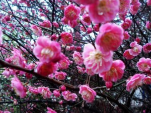 ǧ��÷����Ĺ�Ч ǧ��÷���������³�;���ٿڿ�