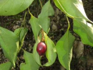 ľ�������Ĺ�Ч���� ľ�����������ʪ�����