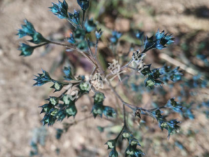 ľ��ػƵĹ�Ч ľ��ػ����μ��Ի����͸���