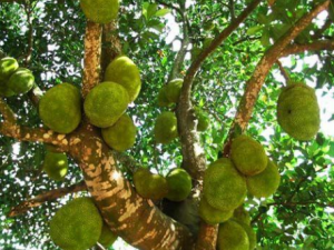 ľ���ܵĹ�Ч���� ľ�������β������ٻ���֭��ͨ