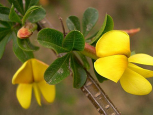 ľ�������Ĺ�Ч���� ľ���������ε�������