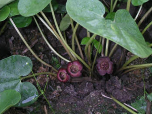 ϸ���Ĺ�Ч���� ϸ�����麮Ż��