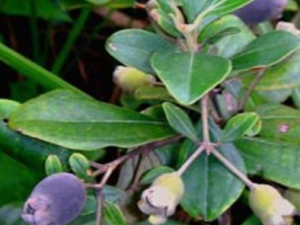 ��ǌ�Ĺ�Ч���� ��ǌ�ɰ�̥����