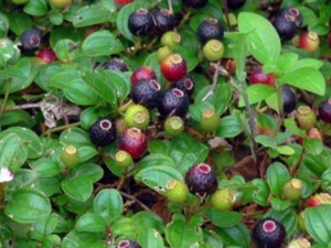 ��ǌ�Ĺ�Ч���� ��ǌ��Ƥ�����ߺ���