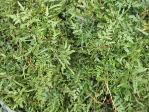 ����ݴ����Щ��Ч ����ݴ�������