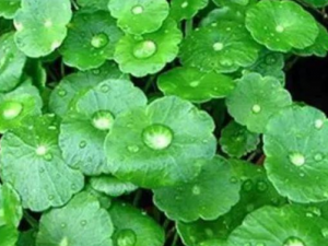 ��ѩ������Щ��Ч ��ѩ�ݿ���������