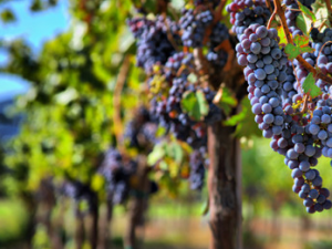 ���ʹ�ú�������Ƥ�� ��������׹�Ч