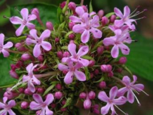 ��ʺ����Ĺ�Ч ��ʺ�����η�ʪ��������ʹ