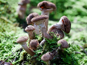 �ۻ����Ĺ�Ч������ �ۻ�������ȱѪ�ı�������