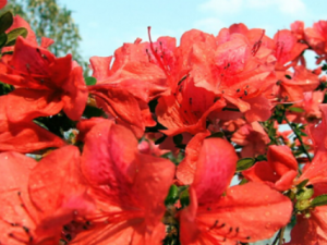 ��ɽ��Ĺ�Ч ��ɽ���ֹ����̵ƽ��