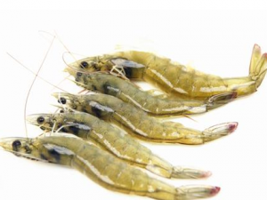 ���Ժ��ʵ����ѿ����� ʳ�ú��ʵĽ���