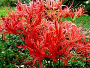 ʯ��Ĺ�Ч���� ʯ���η�ʪ�Թؽ�ʹ