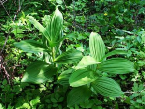 ޼«�Ĺ�Ч���� ޼«�����з����