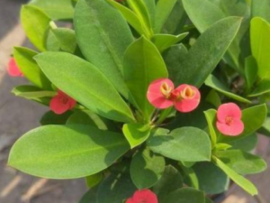 ��������Щ��Ч �������¾�����