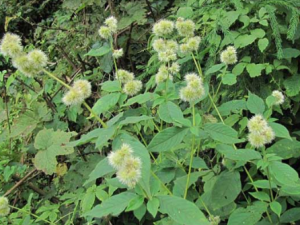 ��ţϥ�Ĺ�Ч���� ��ţϥ����Ѫ�;���