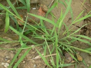 ǧ���ӵĹ�Ч���� ǧ�����й���ɱ������