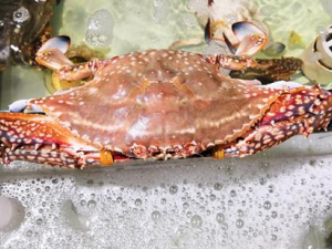 ��Щ�˲��˳Դ�բз ��բз��ʳ�ý���