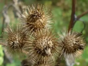 ��ʵɢ�Ĺ�Ч���� ��ʵɢ����������