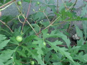 ߽ǰĹЧ ߽ǰг÷ʪʹ֢