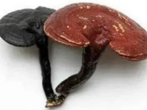 ����֥�Ĺ�Ч ����֥�������е����᲻��