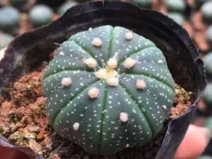 ���ڻƹ��Ĺ�Ч ���ڻƹ�����ˮͨ�ܻ�Ѫɢ��