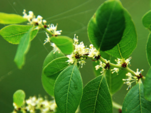 һҶ�c�Ĺ�Ч һҶ�c�η�ʪ��ʹ