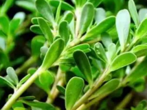 �����ȷ���Ĥ�ĺô� �����ȷ���Ĥ�����ݷ���