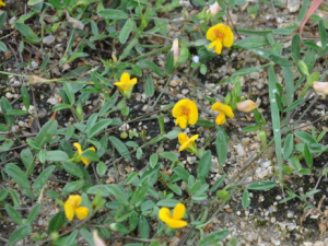 ���������Щ��Ч �������С�����