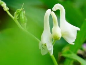 ��ɫ��ͷ�Ĺ�Ч���� ��ɫ��ͷ���η�ʪ��ʹ