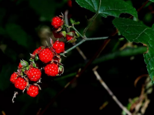 ӵĹЧ ҩԷȽⶾѪֹʹ֮Ч