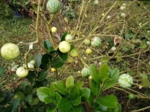 ����Ĺ�Ч���� �����η�ҩ�Է���