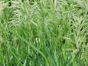 ȸ��Ĺ�Ч���� ȸ�����κ�����ֹ