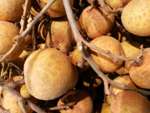 �ϻ��ܳ�ʲôˮ�� �ϻ����ʳ����