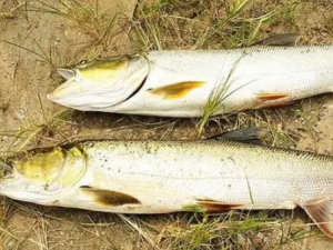 ����Ĺ�Ч���� ���㳣��ʳ֮��Ż