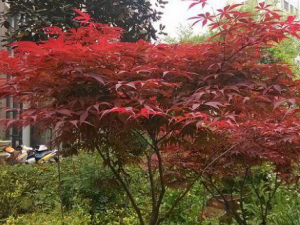 ��צ�ʵĹ�Ч���� ��צ��������Ӹ���׶�