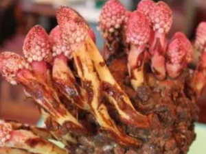 ¹�ɲݵĹ�Ч���� ¹�ɲ���������ʹ