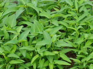 ʲô�˲��ܳԿ��Ĳ� ���Ĳ˵�ʳ�ý���