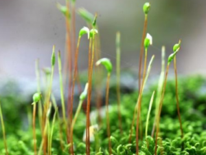 ��«޺�Ĺ�Ч���� ��«޺�ε�������